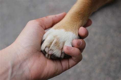 How to Heal Cracked Paws on a Dog - Camp Canine SB