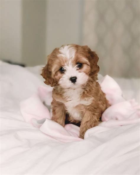 Cavapoo cutie ️ | Very cute puppies, Cute puppies, Super cute puppies