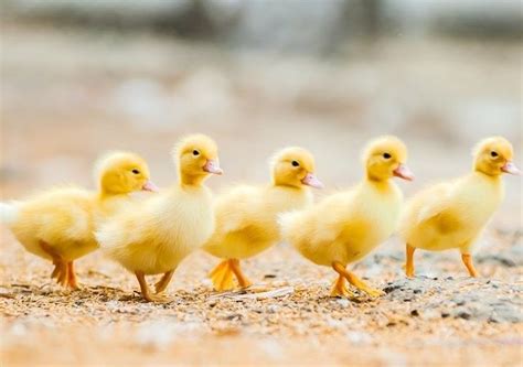 White Pekin Duck | Pekin duck, Ducklings, Cute ducklings