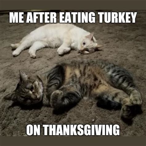 25+ Furr-tastic Thanksgiving Cat Memes 2023 for Your Mushy Friend