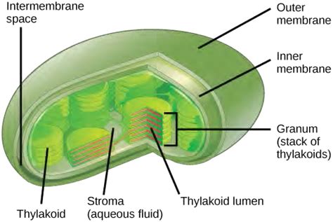 Chapter 5: Metabolism, Cellular Respiration and Photosynthesis – Human ...