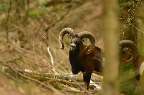 Amazing : Mouflon, Large Curved Horns, Infy World