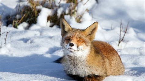 🔥 [20+] Animals And Winter Wallpapers | WallpaperSafari