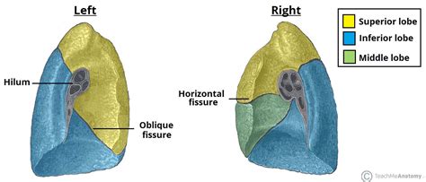 The Lungs - Position - Structure - TeachMeAnatomy