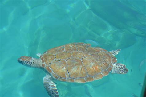 Free Images : water, sun, summer, sea turtle, reptile, fauna, holidays, vertebrate, organism ...