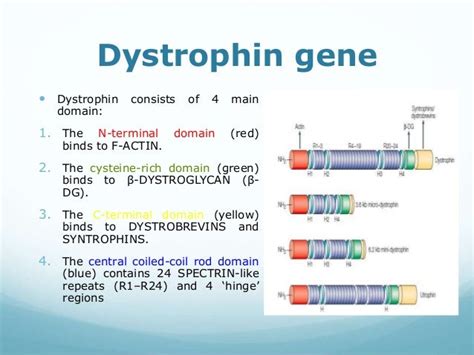 Gene therapy for muscular dystrophy