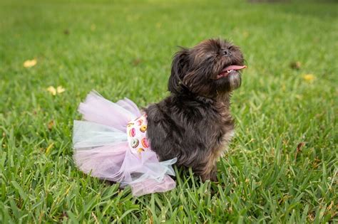 Floral Dog Skirt Large Dog Tutu Small Dog Tutu Dress Dog - Etsy