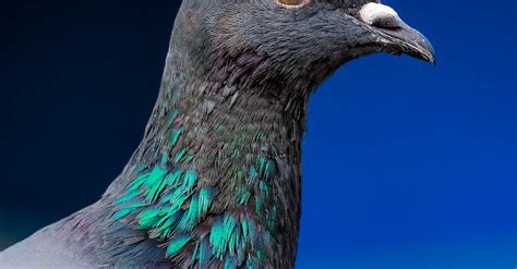 Close up of Pigeon Head · Free Stock Photo