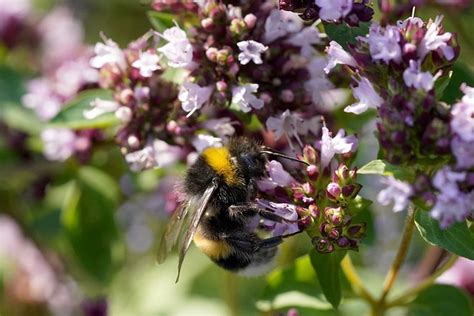 Bumblebee Flowers Pollination - Free photo on Pixabay - Pixabay