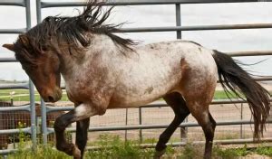 Barb Horse Breed Info & Facts