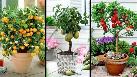 Top 5 Best Fruits To Grow In Pots in Containers - YouTube