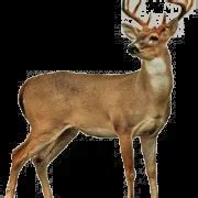 Deer Antlers PNG Images HD - PNG All | PNG All