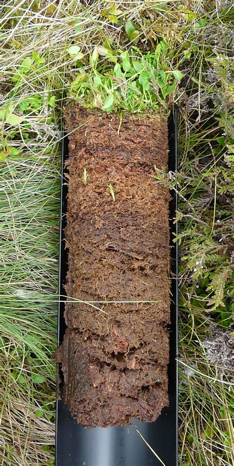 Scotland’s peatlands – From steaming swamp to blanket bog: