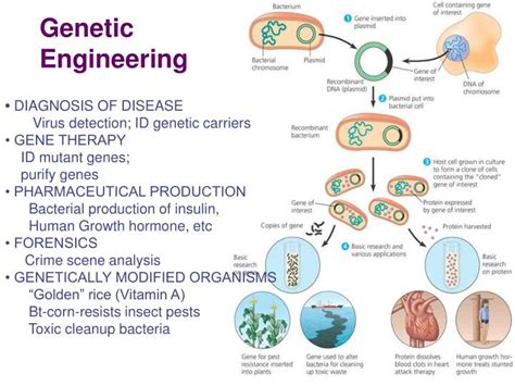 PPT - Genetic Engineering PowerPoint Presentation, free download - ID:3696233