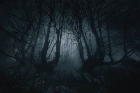 Best Scary Trees At Night In Black And White Stock Photos, Pictures ...