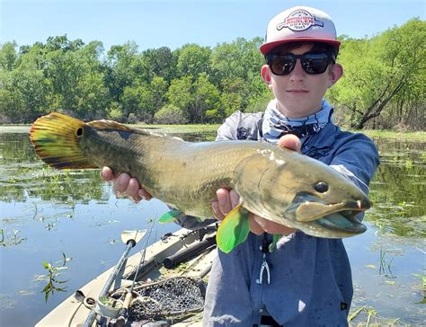 Fish Spotlight: Bowfin