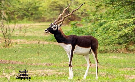 Blackbuck Antelope Baby