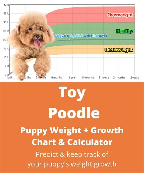 Poodle Size Guide: How Big Does A Toy, Mini, And Standard Poodle Get ...