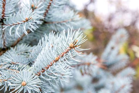 How to Grow and Care for Colorado Blue Spruce