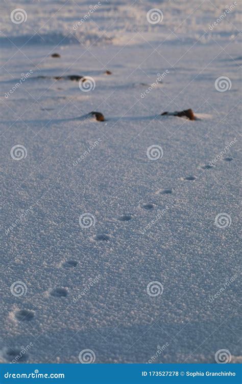 Fox paw prints in the snow stock photo. Image of arviat - 173527278