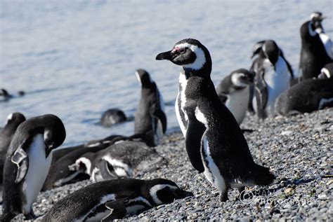 Argentina Wildlife – Ramdas Iyer Photography