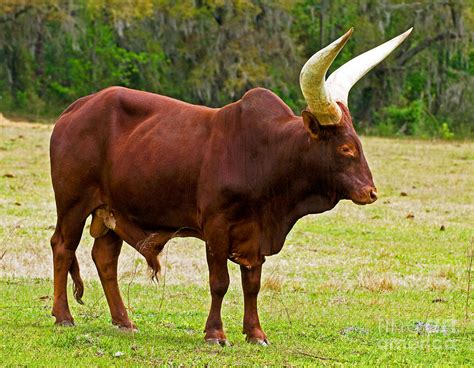 Ankole-watusi Cattle Photograph by Millard H. Sharp - Pixels