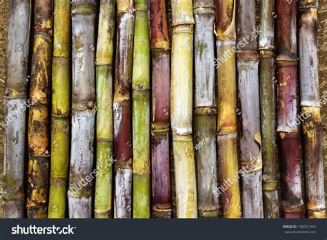 Sugar Cane Varieties Stock Photo 146321933 | Shutterstock