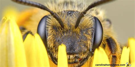 How Do Bees Sleep? - Carolina Honeybees