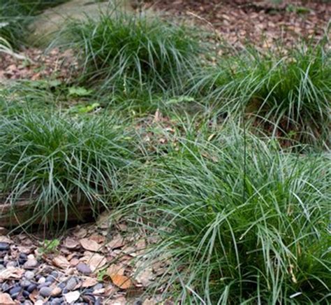 Carex divulsa | Carex tumulicola | European Meadow Sedge | Berkeley Sedge| plant lust