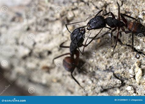 Ants fighting stock image. Image of rufa, legs, green - 31209841