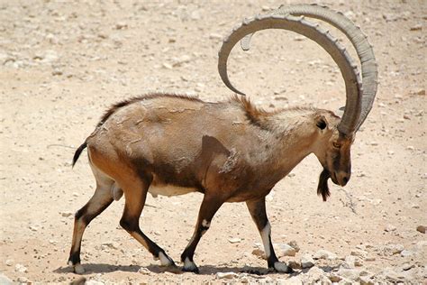 Nubian Ibex | San Diego Zoo Animals & Plants