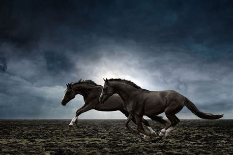 Black Horses Running - Gallery Corner