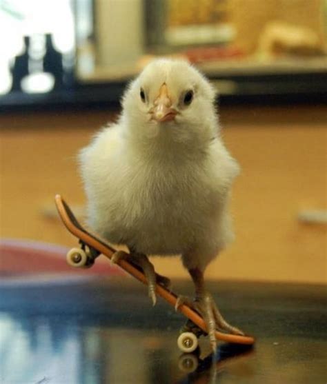 30 Hilarious and Funny Pictures of Chickens - Tail and Fur