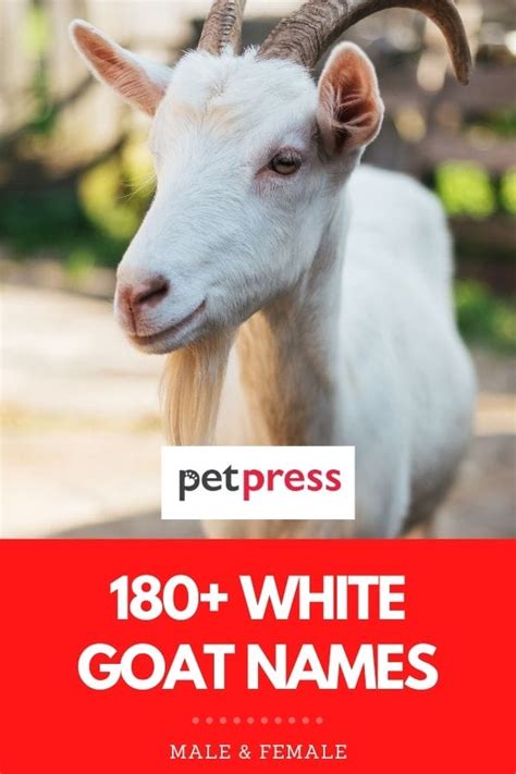 150+ Best White Goat Names: Unique Naming Ideas for Your New Goat