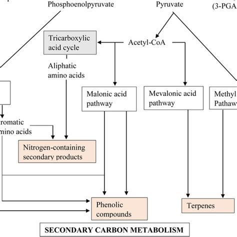 A simplified general overview of the biosynthetic pathways involved in... | Download Scientific ...