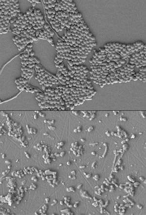 Treating fungal cornea infection with synthetic molecules