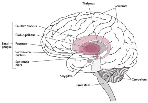 Basal Ganglia Stroke - Causes, Symptoms and Treatment