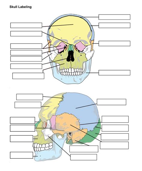 Skull Bones Unlabeled | Anatomy bones, Skull anatomy, Skull and bones