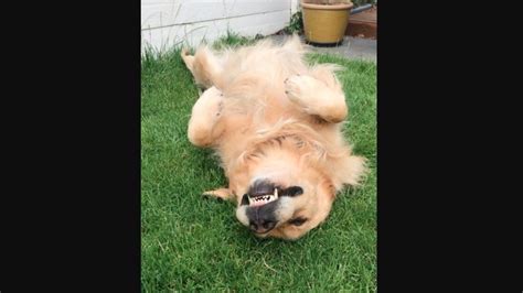 Dog hilariously shows what Friday feels are all about. Video is funny ...