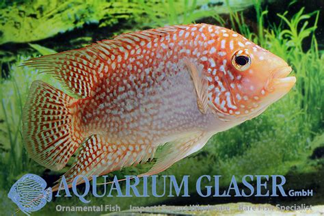 Red Texas Cichlid - Aquarium Glaser GmbH