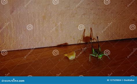 Side View of Green Grasshopper Eating Junk Food Chips. Stock Footage - Video of chips, closeup ...