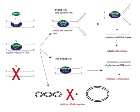 Topoisomerase I and Irinotecan - LUNIRI