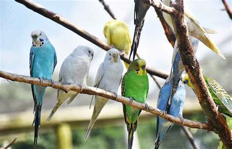 Unisex Bird Names - Petnamee