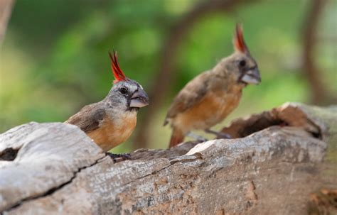 Bird of the Day: Vermilion Cardinal | Organikos