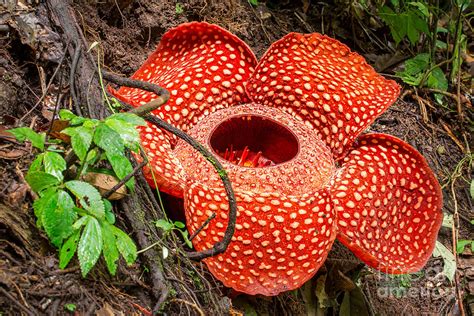 Rafflesia The Biggest Flower Photograph by Mazur Travel - Pixels