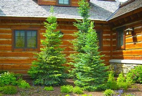 Evergreen Tree Landscaping Ideas - Image to u