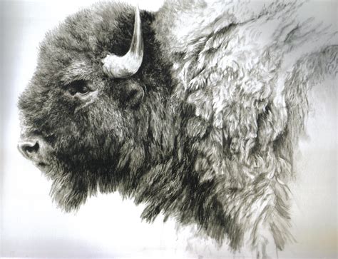 bison drawing | Buffalo art, Bison art, Animal drawings