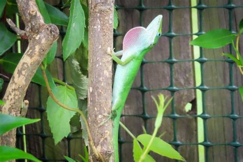 Green Brown Anole Habitat FAQs