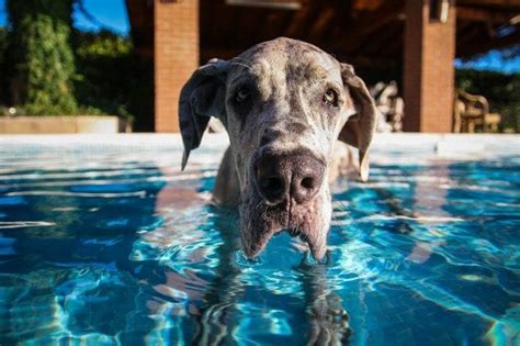 St. Louis Dog Events: Community Swimming Pool Parties | Arch City Homes