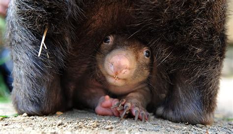 Baby wombat | Baby wombat, Animals